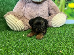 Yorkshire Terrier teefje Puppy te koop 000516918